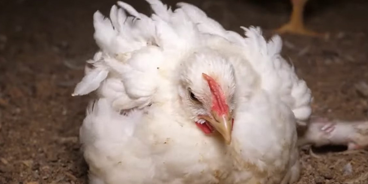 "Otwarte Klatki" donoszą o makabrycznych warunkach, w jakich przyszło żyć kurczakom na fermie austriackiego dostawcy drobiu dla Lidla. 