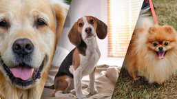 najlepsi przyjaciele człowieka od 16 tys. lat? odkryto najstarsze psie