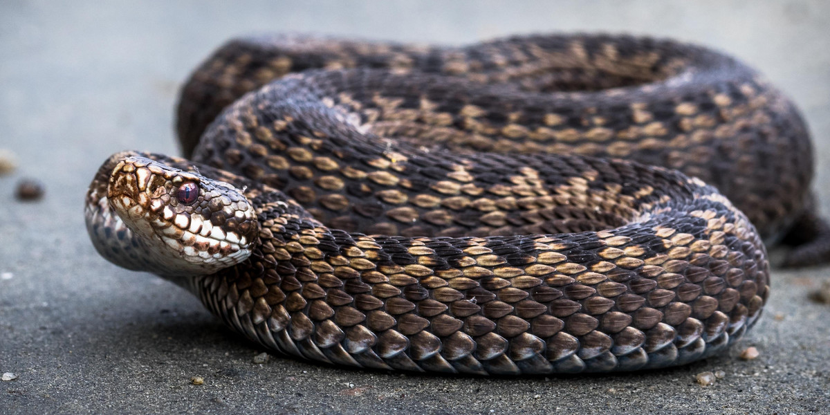 Żmija zygzakowata to jedyny jadowity wąż, który żyje w Polsce