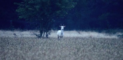 Niebywałe zjawisko w polskich lasach. Najpierw "czarny książę", a teraz...