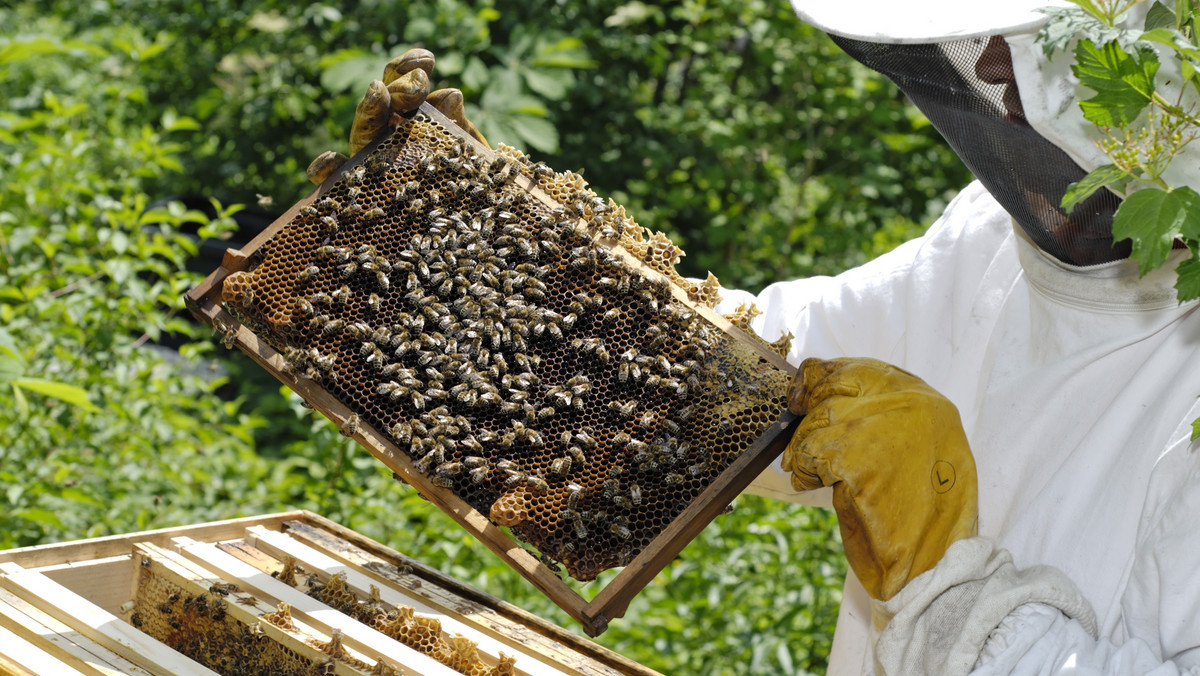 Istnieje wiele teorii na temat przyczyn masowego pomoru pszczół. Jedno jest pewne: główną winę ponosi człowiek. Reportaż z Oberschleissheim o dzielnych krewniaczkach pszczółki Mai walczących o przetrwanie.