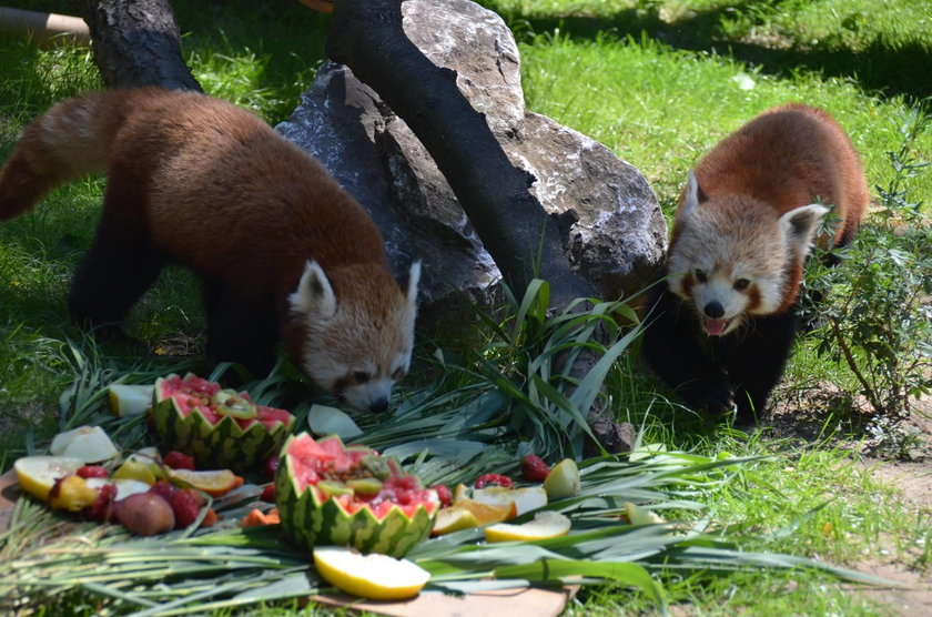 Aki, Toshi i Nori – trzej bracia z gatunku pandy rudej obchodzili pod koniec czerwca urodziny