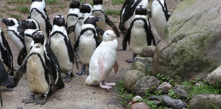 Kokosanka została najpopularniejszą pingwinką na świecie. Jeden szczegół wyróżnia ją wśród innych pingwinów
