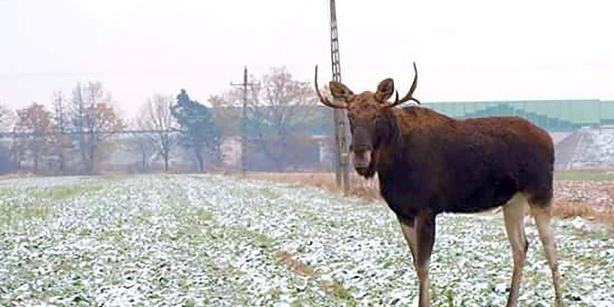 Przystanek Alaska pod Łodzią