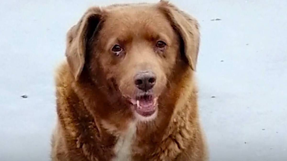 Nie żyje Bobi — najstarszy pies świata. Zmarł w wieku 31 lat