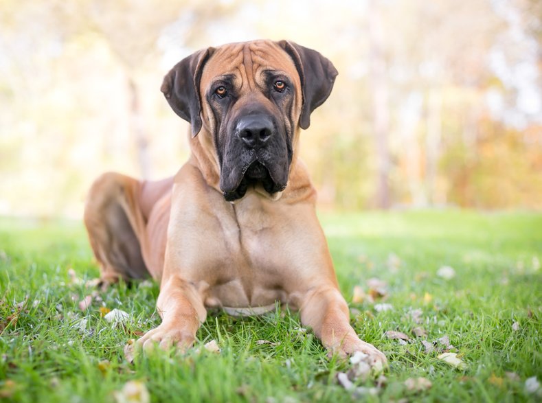 Boerboel to ogromny pies obronny - Mary Swift/stock.adobe.com