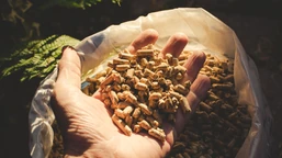 ile kosztuje pellet w lipcu 2025? aktualne ceny pelletu cena za tonę pelletu 19.07