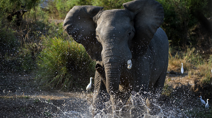 A feldühödött elefánttal szemben esélye sem volt az embereknek / Illusztráció: Northfoto