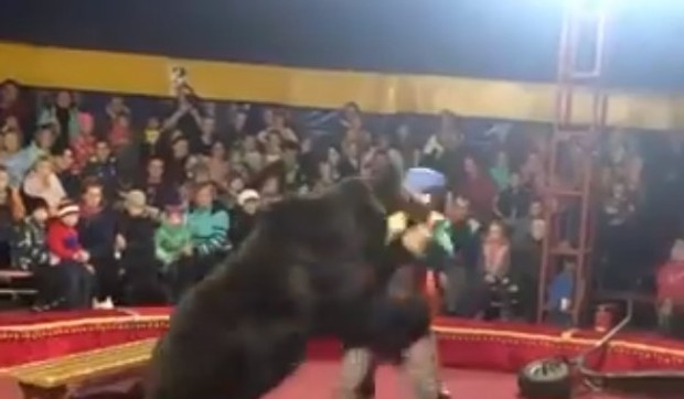 Medved napao dresera