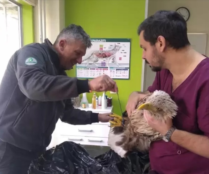 Zbrinut orao belorepan