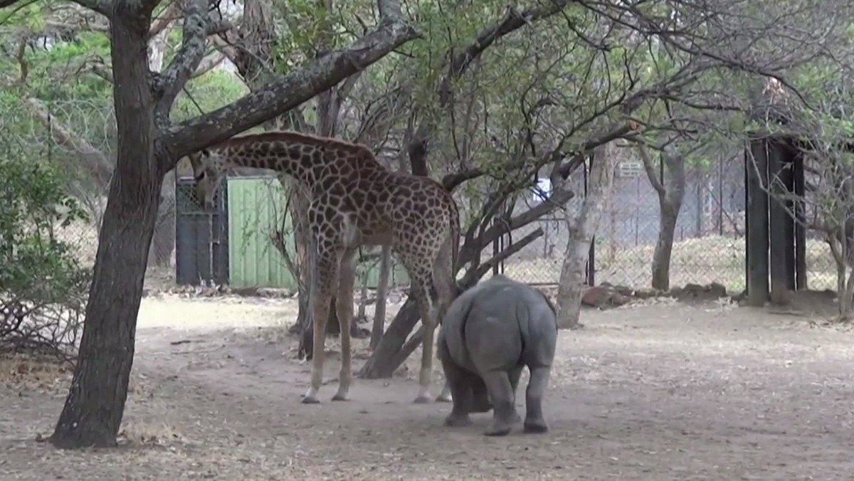 Kilka dni temu internet obiegla smutna wiadomość - poznańskie zoo straciło jednego z podopiecznych.