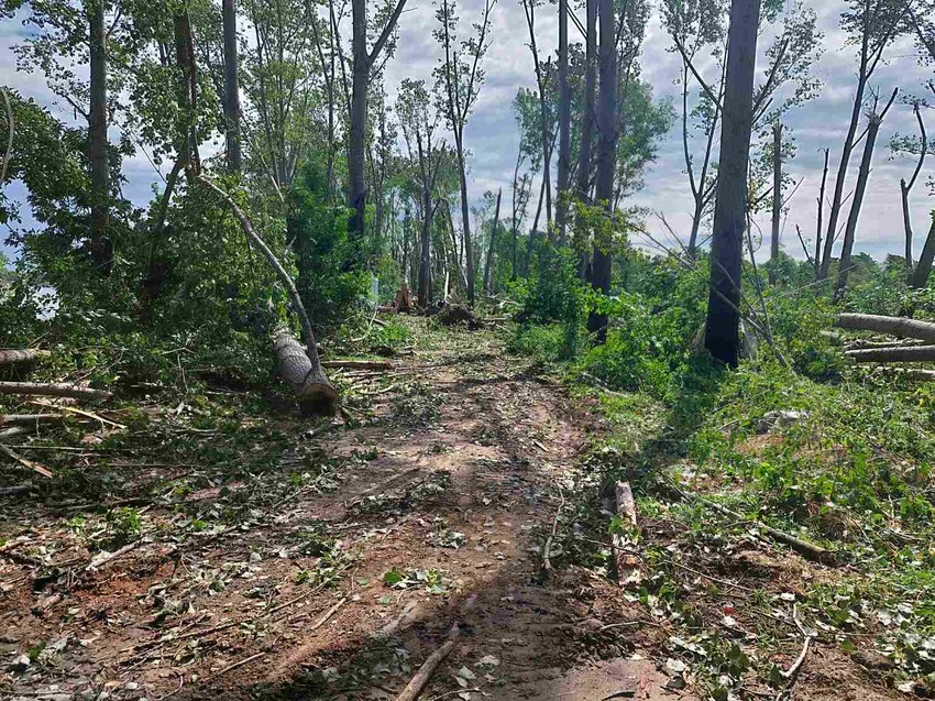 Šuma u Beočinu dan nakon superćelijske oluje
