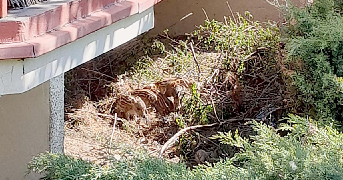 Dziki z miasta – pierwszy temat gdańskich spacerków przyrodniczych