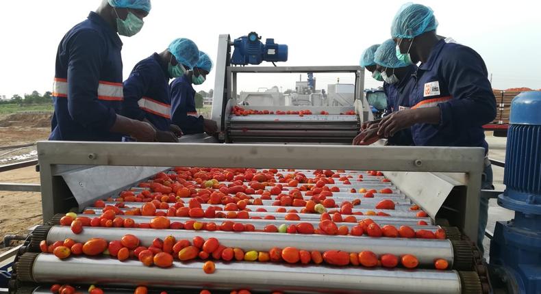 GBfoods completes N20 billion tomato processing factory in Kebbi