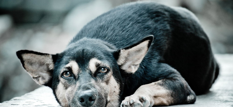 Frankie: pies, który wykrywa raka tarczycy