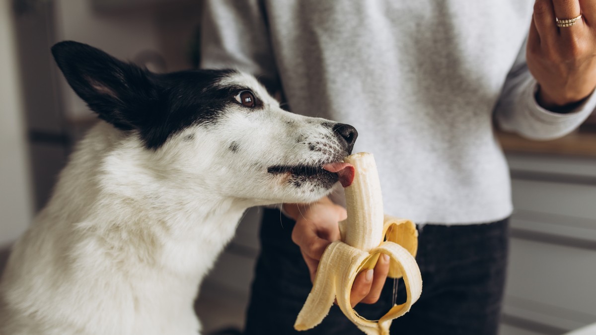 Voće koje je bezbedno za pse