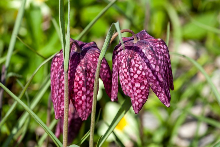 Szachownica kostkowata (Fritillaria meleagris)