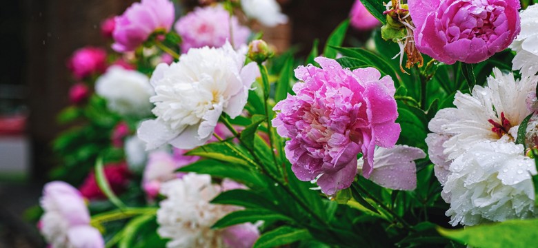 Ten kwiat przyciąga bogactwo. Włóż suche płatki do portfela