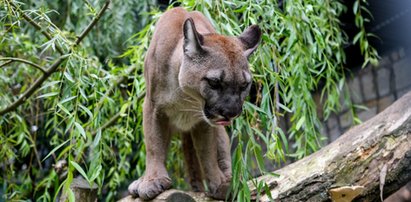 Puma Nubia jednak zostanie w Chorzowie. Ale to jeszcze nie koniec walki właściciela