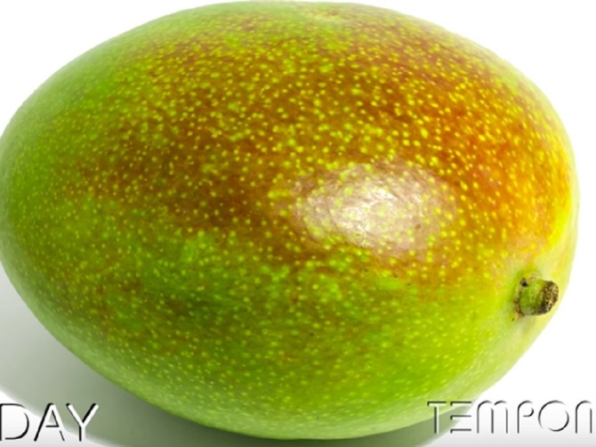 Mango prvog dana