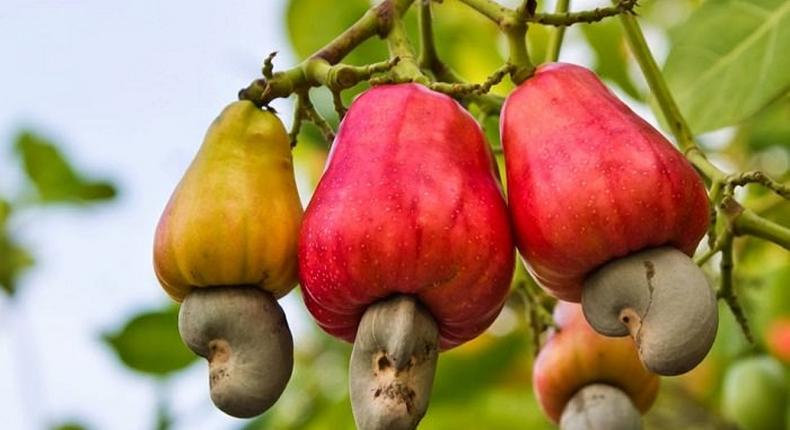 ___6457427___https:______static.pulse.com.gh___webservice___escenic___binary___6457427___2017___3___31___13___cashew-nut-growing_mini_3