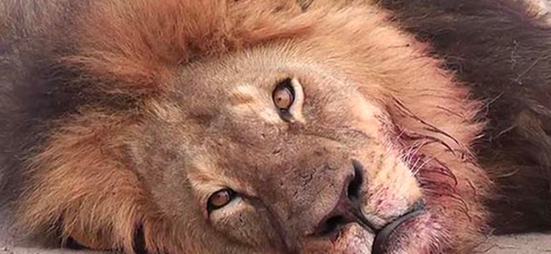 "Brat" lwa Cecila nie został zastrzelony przez kłusowników? "Przesyła sygnał GPS"