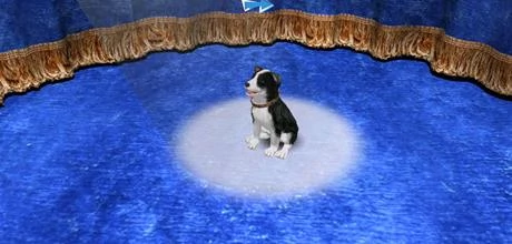 Screen z gry "Dogz"