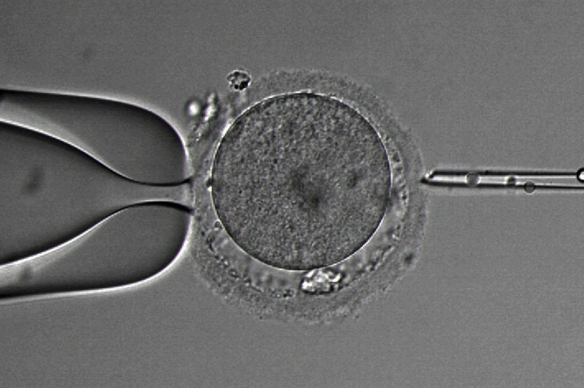 Komisja Episkopatu Polski o ustawie o in vitro 