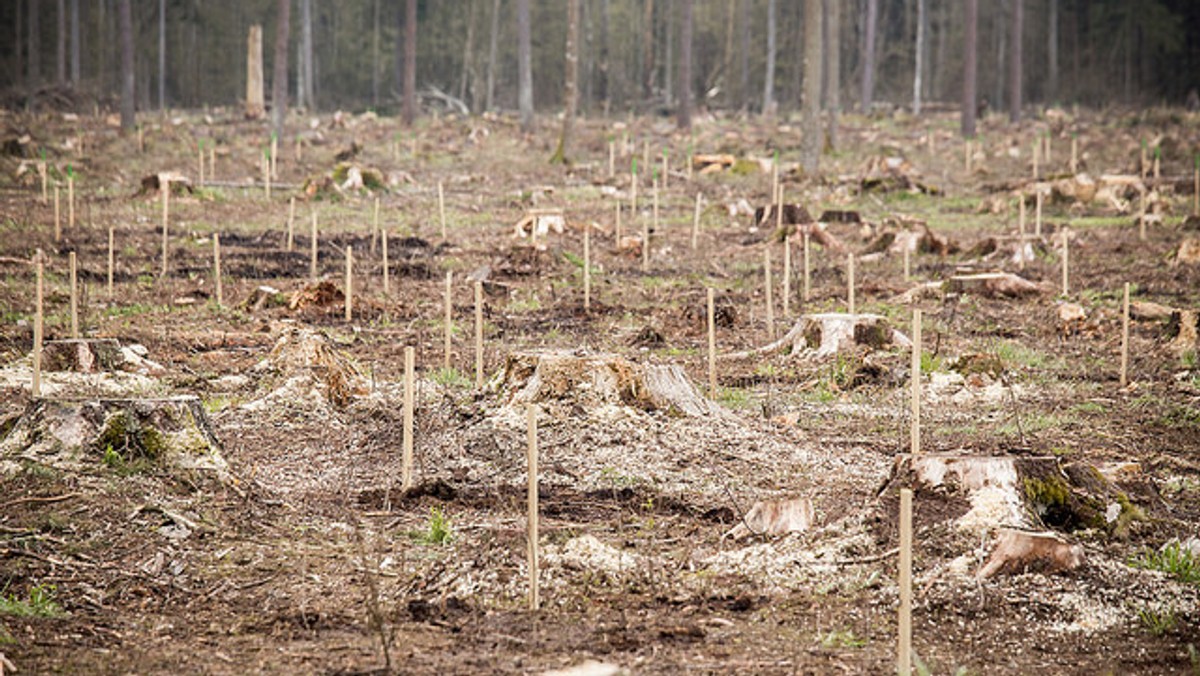 Komisja Europejska upiera się, że jej dowody naruszenia przez Polskę sądowego nakazu zawieszenia wyrębu w Puszczy Białowieskiej są wystarczająco przekonujące, choć Ministerstwo Środowiska poskarżyło się Europejskiemu Trybunałowi Sprawiedliwości, że przedstawione przez nią zdjęcia są „złej jakości i brakuje konkretów", pisze Marion Soletty z POLITICO