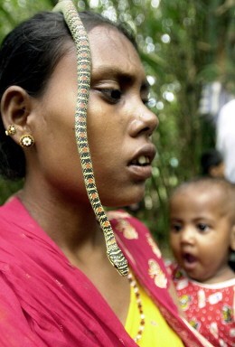 INDIA-SNAKE-FAIR-CHARMER