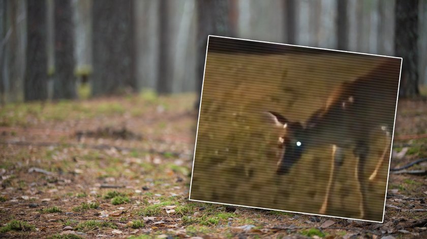 Eksperci Alarmują Choroba Zombie U Jeleni Może Być Groźna Dla Ludzi 2461