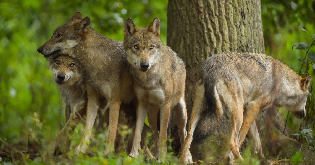 Wilk rozwalił przycisk w laboratorium. Rozzłościło go, iż kolega ma lepiej