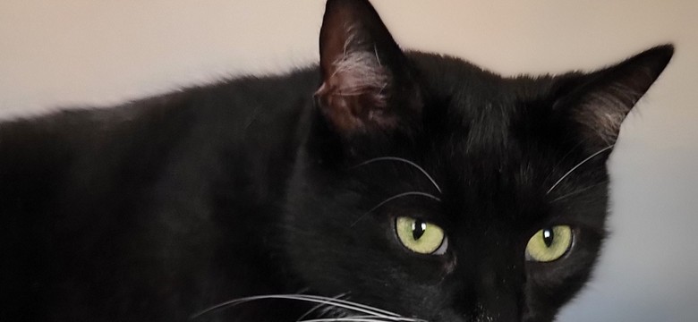 Czarny kot przynosi pecha? "Czarci pomiot" sam ma wielkiego pecha! [FOTO]