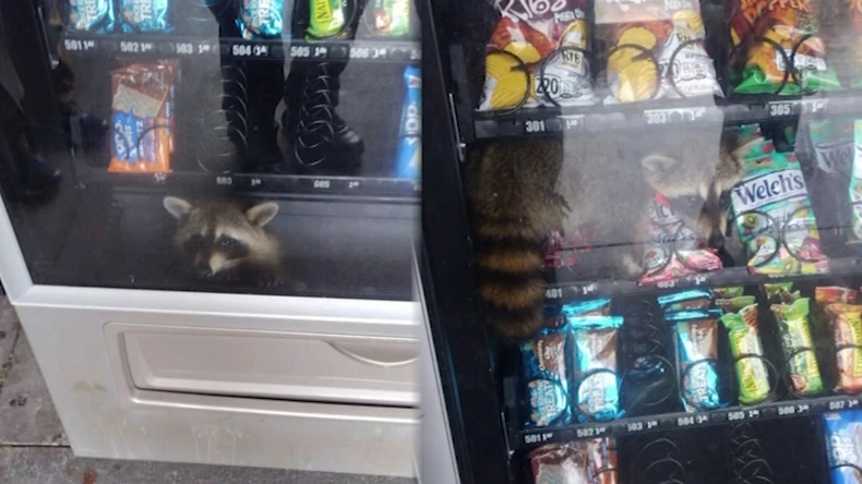 Rakun zarobljen u automatu sa slatkišima