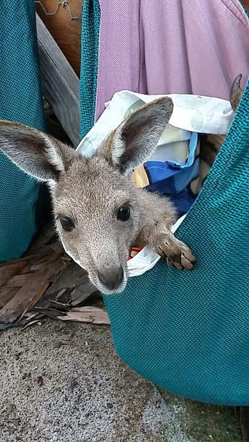 Pomoc dla kangurów z Australii