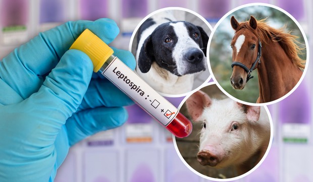 Glavni prenosioci leptospiroze su domaće i divlje životinje: goveda, svinje, psi, konji, pacovi
