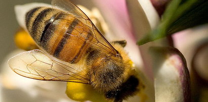 Użądliła cię pszczoła? Użyj dowodu osobistego