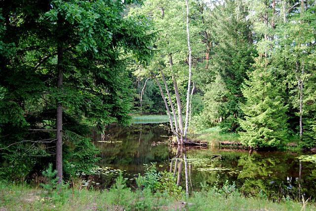 Galeria Polska - Bory Tucholskie, obrazek 34