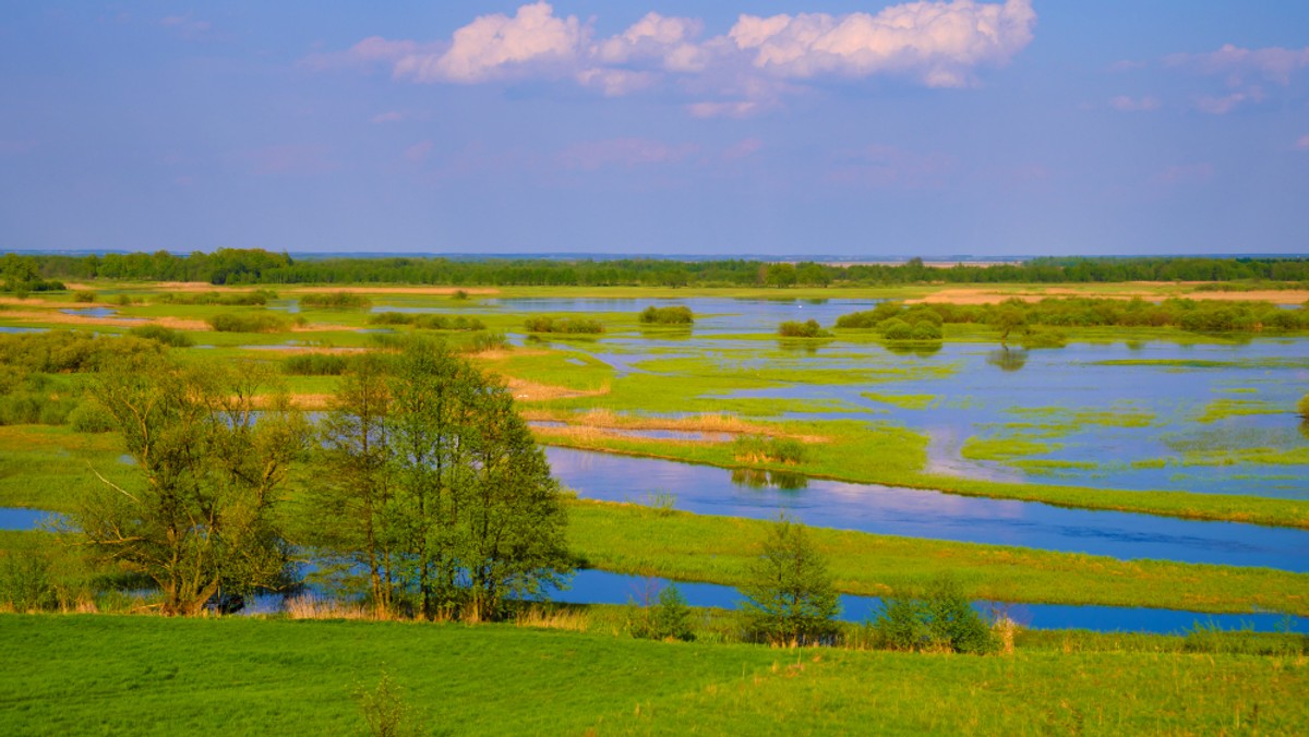 Biebrzański Park Narodowy zachęca do sadzenia w sadach starych odmian drzew