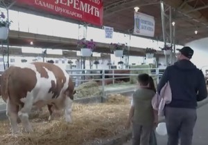 Najteži bik Jablan od 1830 kilograma,  zvezda sajma u Novom Sadu