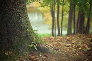 NOIZZ rusza z nową kampanią na rzecz środowiska naturalnego