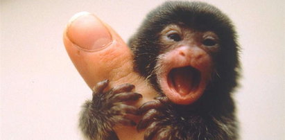 Najmniejsza małpka świata