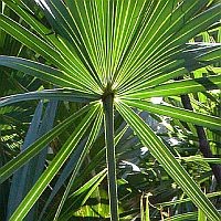 fureszpalma-serenoa-d0000124Afd49ff773c17