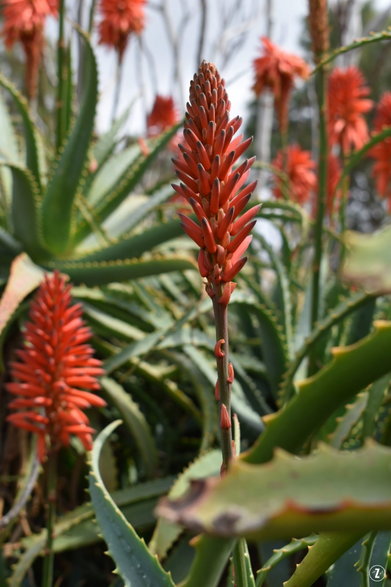 Aloes sokotrzański (Aloe succotrina)