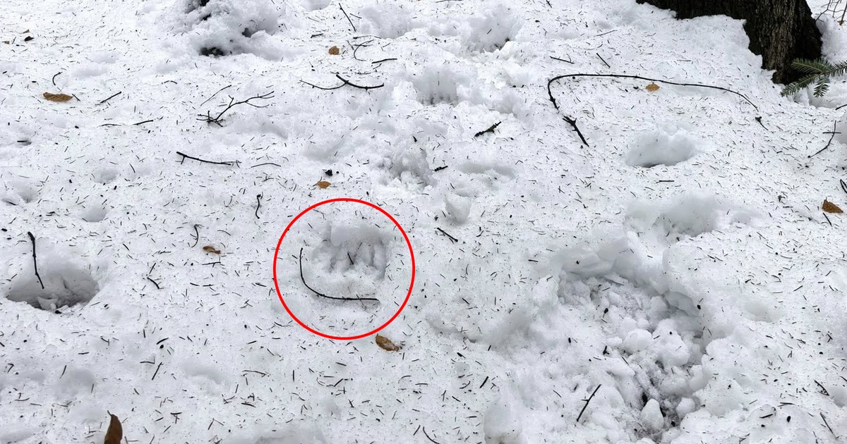 Poszedł na zwykły obchód. To, co zobaczył w śniegu, nie zostawia wątpliwości
