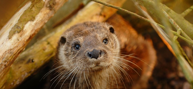 Unijny trybunał ukarał Polskę. Za zabijanie zwierząt