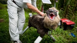 Robot-wilk już na usługach władz lokalnych. Skutecznie odstrasza...