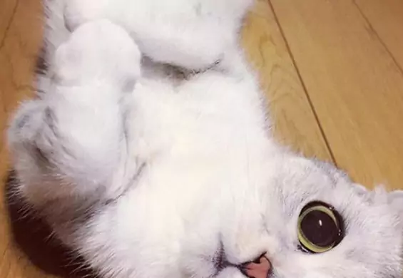 Poznajcie Hanę, kotkę, której wielkie ślepia zahipnotyzowały 300 tys. internautów