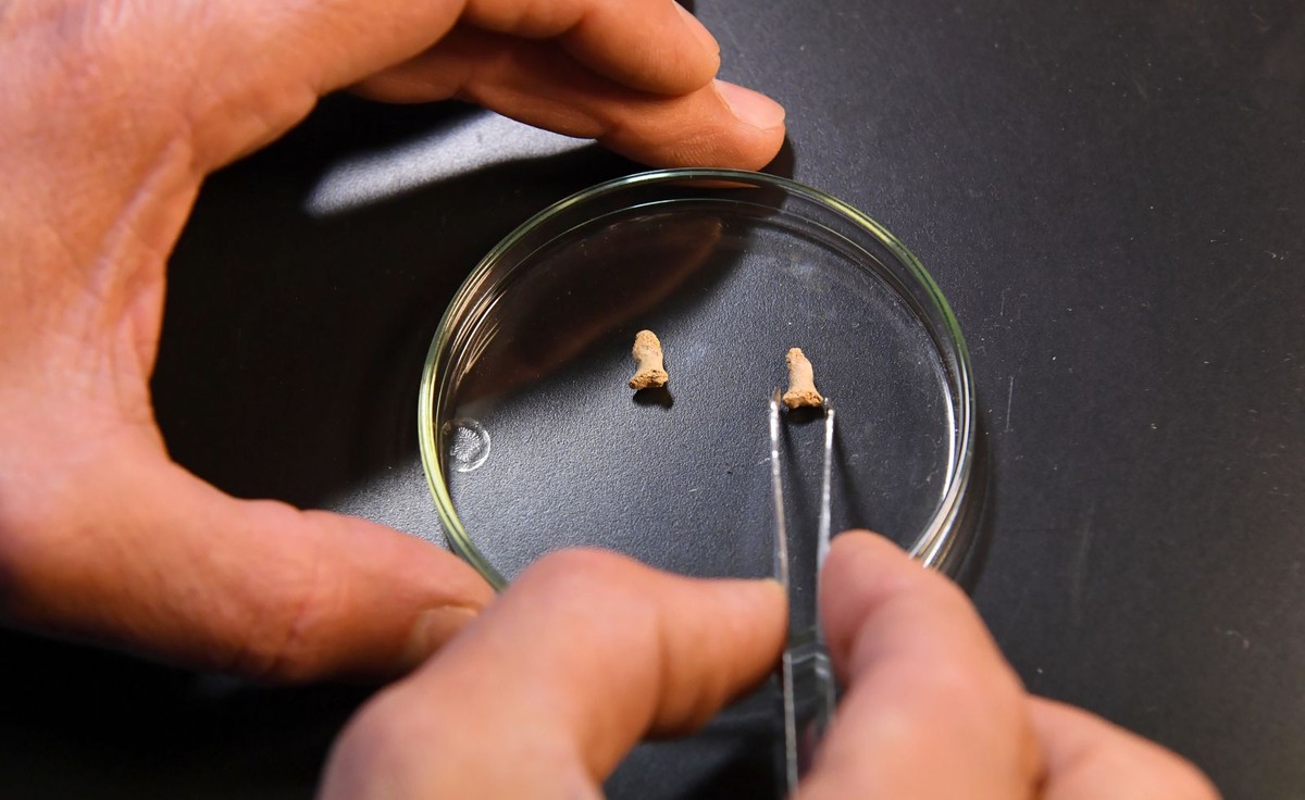 Paliczki najstarszego w Polsce neandertalczyka