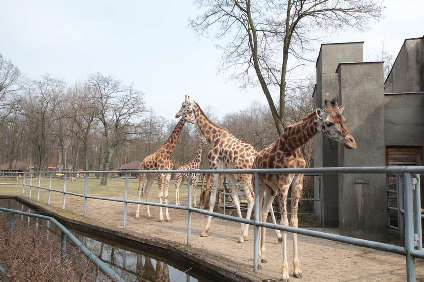 Żyrafy na wybiegu w Łódzkim Zoo